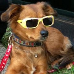 Imagem da notícia: &Oacute;culos de sol para c&atilde;es fazem sucesso na Alemanha