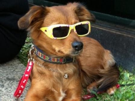 Imagem da notícia: Óculos de sol para cães fazem sucesso na Alemanha