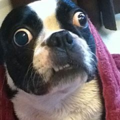 Imagem da notícia: J&aacute; conhece o c&atilde;o com os maiores olhos do mundo?