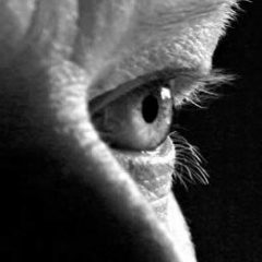 Imagem da notícia: Lentes inovadoras corrigem miopia sem recorrer &agrave; cirurgia