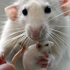 Imagem da notícia: Conseguida transmissão de informação entre cérebros de ratos