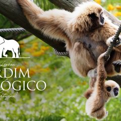 Imagem da notícia: MultiOpticas assinala arranque do mês da visão no jardim zoológico